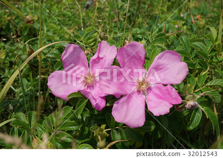 赫曼努斯〜各種薔薇科物種 赫曼努斯〜各種薔薇科物種 32012543