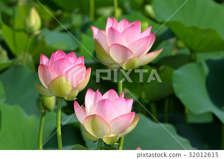 蓮花 32012615