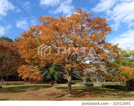 Autumn leaves of Zelkowa Autumn leaves of Zelkowa 32012691
