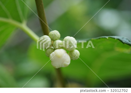 Matatabi的萌芽 Matatabi的萌芽 32012702