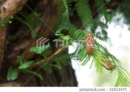Cicada Cicada 32013475