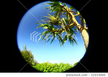 Adan like pineapple of Kikai Island Adan like pineapple of Kikai Island 32014060