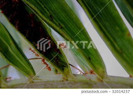 ant wildlife on plant texture .. ant wildlife on plant texture .. 32014237