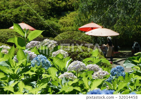 繡球花假日 32014458