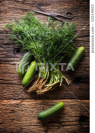 Cucumber and dill on very old rustic oak table. 32014603