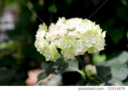 奶油色的繡球花 32014876