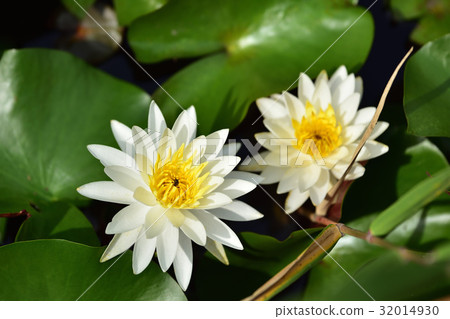Water lily 32014930