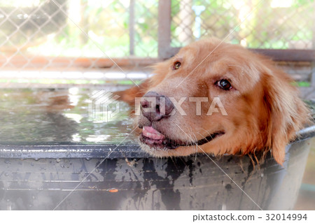 golden retriever close up nose background. golden retriever close up nose background. 32014994