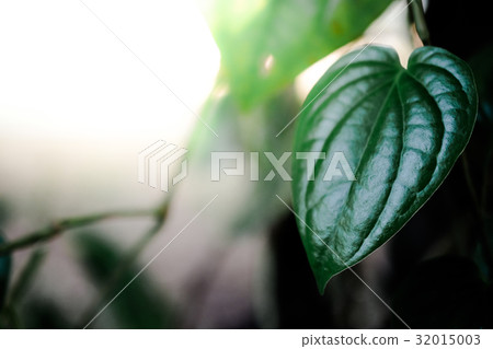 Piperaceae close up on background 32015003
