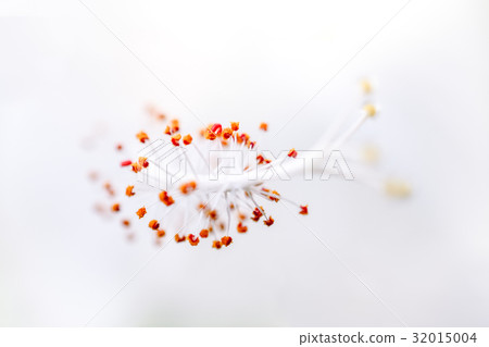 Hibiscus rosasinensis close up on white 32015004