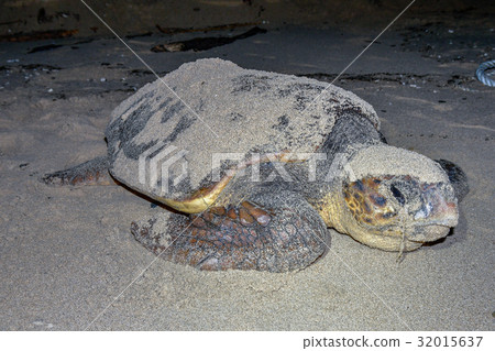 產生海龜 產生海龜 32015637