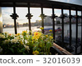 Yellow flower in riverside under sunset 32016039