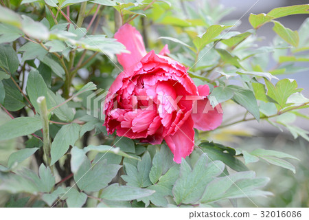 Button Button 32016086