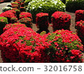 A garden 32016758