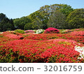 A garden 32016759
