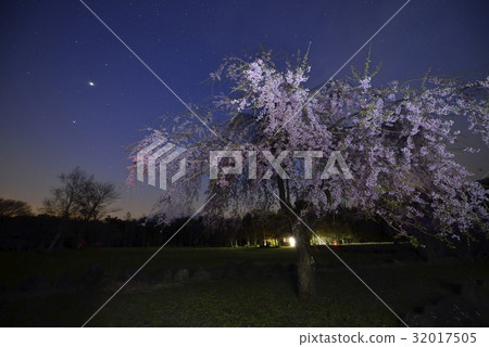 晚上開花和富士山和滿天星斗的天空·西湖野鳥森林公園(山梨縣) 晚上開花和富士山和滿天星斗的天空·西湖野鳥森林公園(山梨縣) 32017505