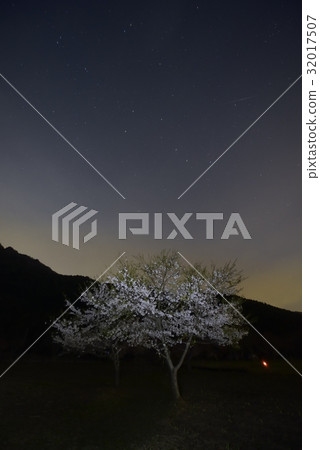 夜櫻桃和星空·西湖野鳥森林公園(山梨縣) 夜櫻桃和星空·西湖野鳥森林公園(山梨縣) 32017507