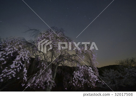 夜櫻桃和星空·西湖野鳥森林公園(山梨縣) 夜櫻桃和星空·西湖野鳥森林公園(山梨縣) 32017508