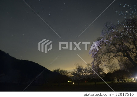 夜櫻桃和星空·西湖野鳥森林公園(山梨縣) 夜櫻桃和星空·西湖野鳥森林公園(山梨縣) 32017510
