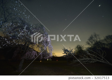 夜櫻桃和星空·西湖野鳥森林公園(山梨縣) 夜櫻桃和星空·西湖野鳥森林公園(山梨縣) 32017513