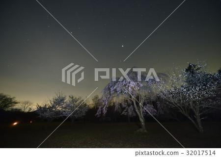 夜櫻桃和星空·西湖野鳥森林公園(山梨縣) 夜櫻桃和星空·西湖野鳥森林公園(山梨縣) 32017514