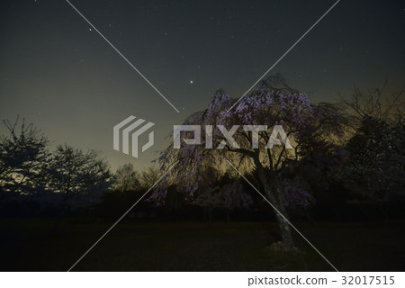 夜櫻桃和星空·西湖野鳥森林公園(山梨縣) 夜櫻桃和星空·西湖野鳥森林公園(山梨縣) 32017515