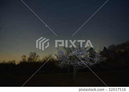 夜櫻桃和星空·西湖野鳥森林公園(山梨縣) 夜櫻桃和星空·西湖野鳥森林公園(山梨縣) 32017516