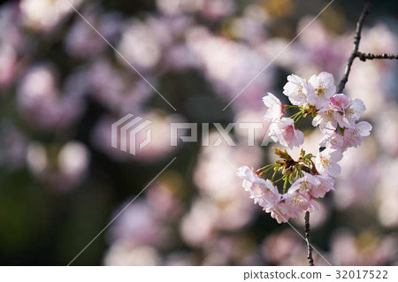 櫻花盛開 32017522