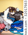 Cat lying on Laundry 32017663