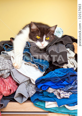 Cat lying on Laundry Cat lying on Laundry 32017663