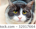 cat in cone collar 32017664
