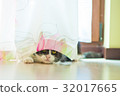 Cat hiding behind curtains 32017665