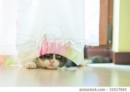 Cat hiding behind curtains Cat hiding behind curtains 32017665