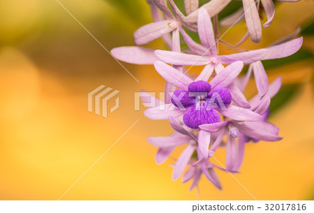Purple flowers 2 Purple flowers 2 32017816