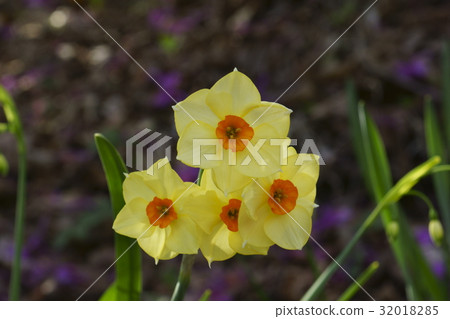 Narcissus 32018285