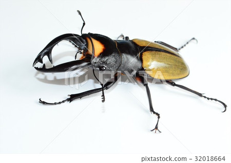 Lacodar glossy stag beak white background 32018664