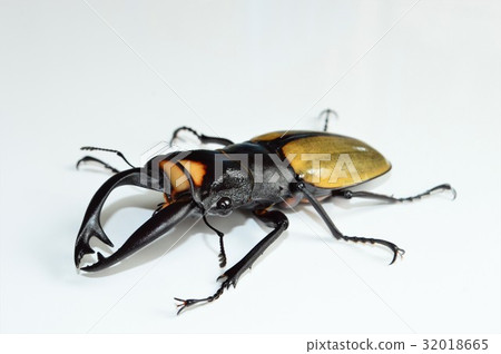 Lacodar glossy stag beak white background 32018665
