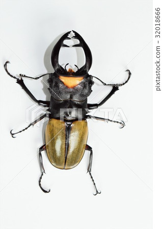 Lacodar glossy stag beak white background 32018666