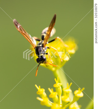 Wasp on yellow flower in nature 32018879