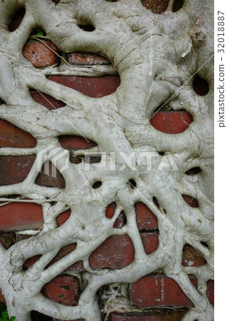 Rooted tree roots on red brick wall 32018887