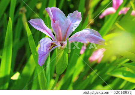 Purple iris Purple iris 32018922