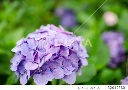 繡球花18 繡球花18 32019380