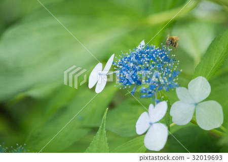June flower hydrangea 32019693