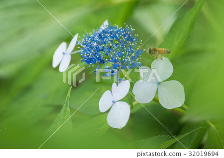June flower hydrangea 32019694