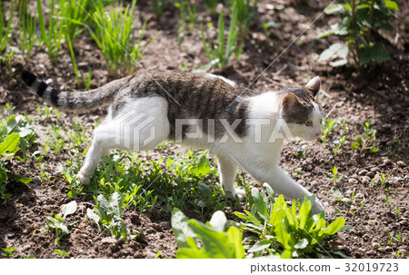Cat walks on nature in the spring 32019723