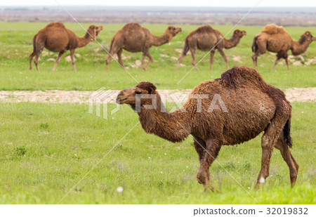 Camel in the pasture in the spring 32019832