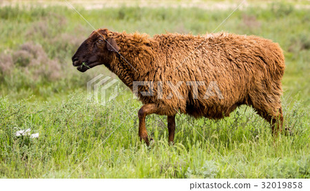 Ram in the pasture in the spring 32019858