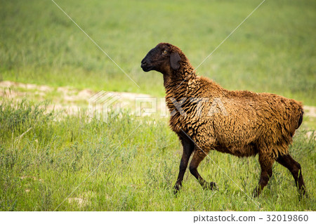 Ram in the pasture in the spring 32019860