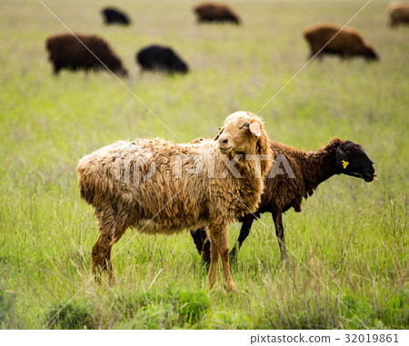 Ram in the pasture in the spring 32019861
