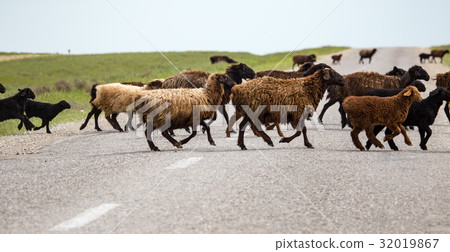 A herd of rams cross the road 32019867